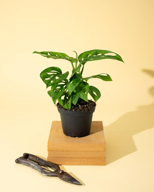 4" Monstera Adansonii 'Swiss Cheese' (Wide Form)