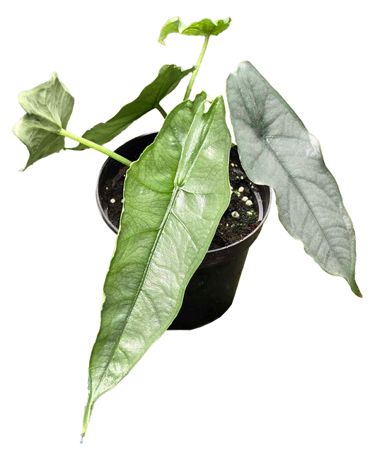 Alocasia Dragon’s Breath 4” Nursery Pot
