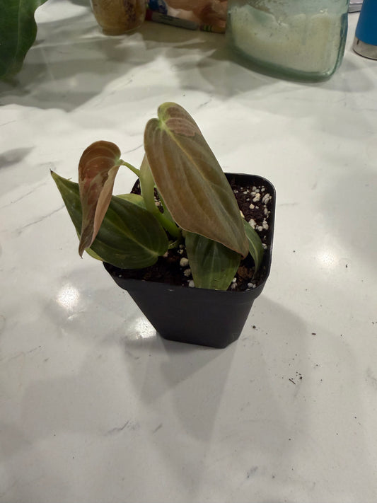 Philodendron Melanochrysum Variegated(Orange Pink) 3 Inch