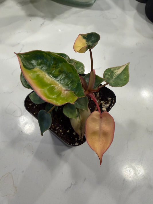Philodendron Billietiae Variegated (Var Billie) 3 Inch
