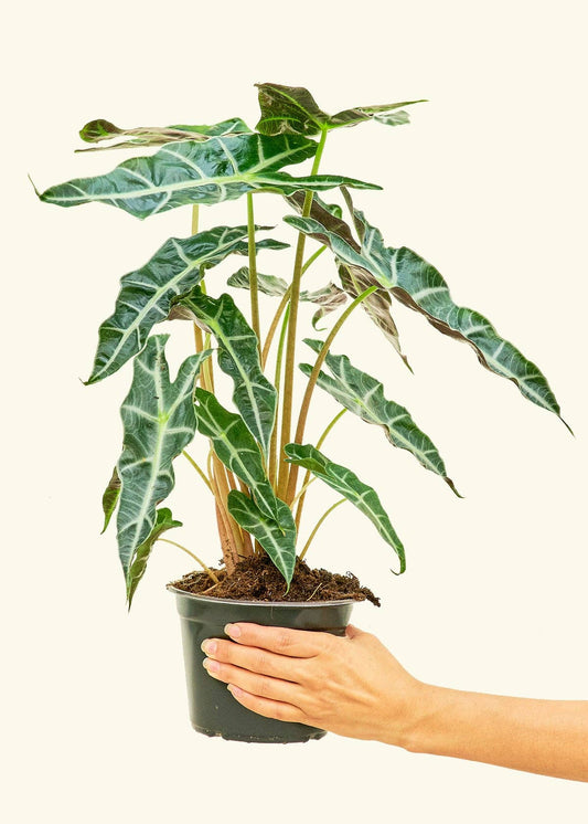 Alocasia 'Polly' 6” Nursery Pot