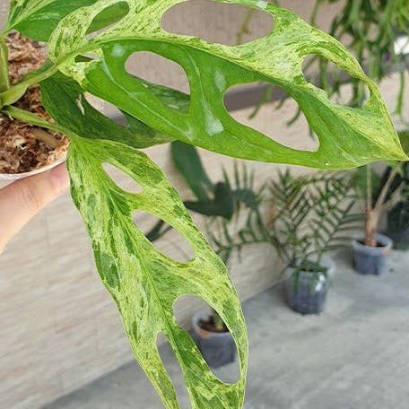 Monstera adansonii Variegated 'Mint' 2.5": Bare Root Import