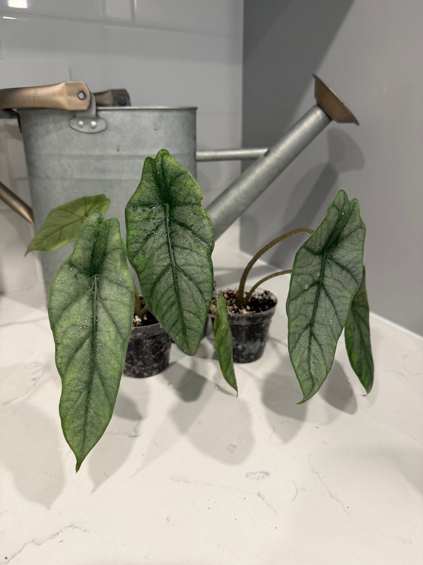 Dragons Breath Alocasia