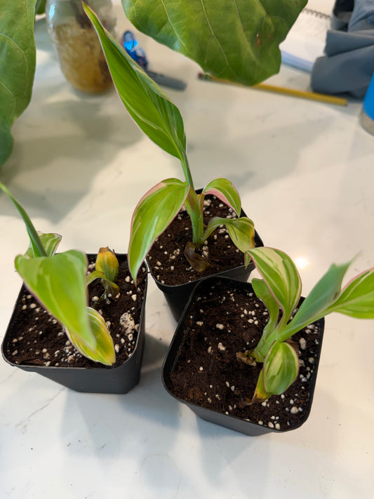 Musa Nono Pink Banana 3 Inch