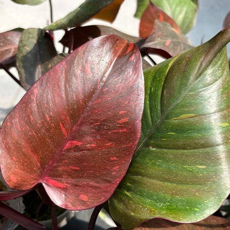 Philodendron Orange Princess