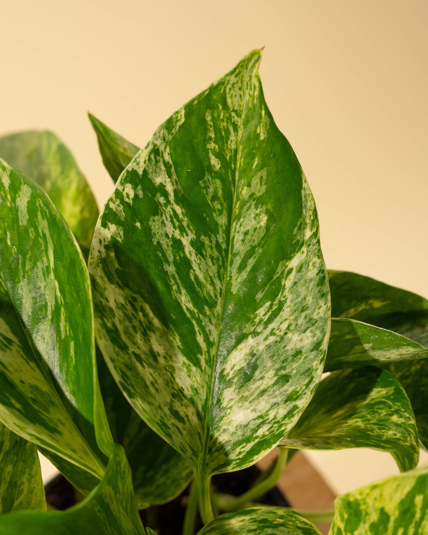 4" Pothos 'Marble Queen'