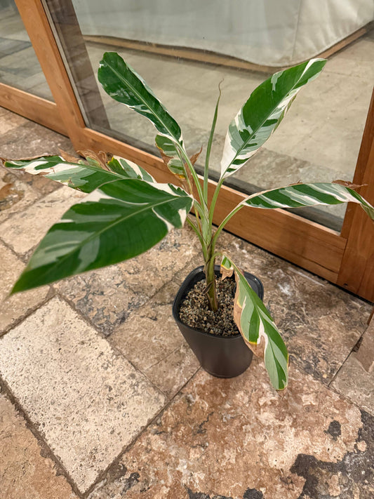 Musa Variegated Florida Banana