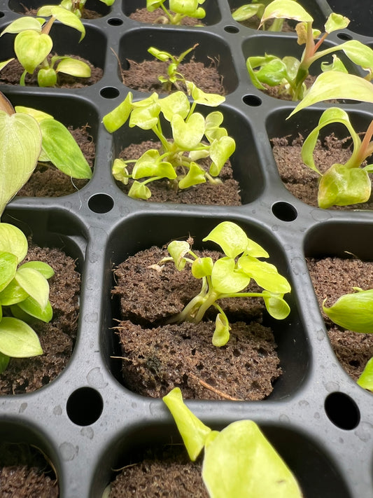 Philodendron Golden Xanadu