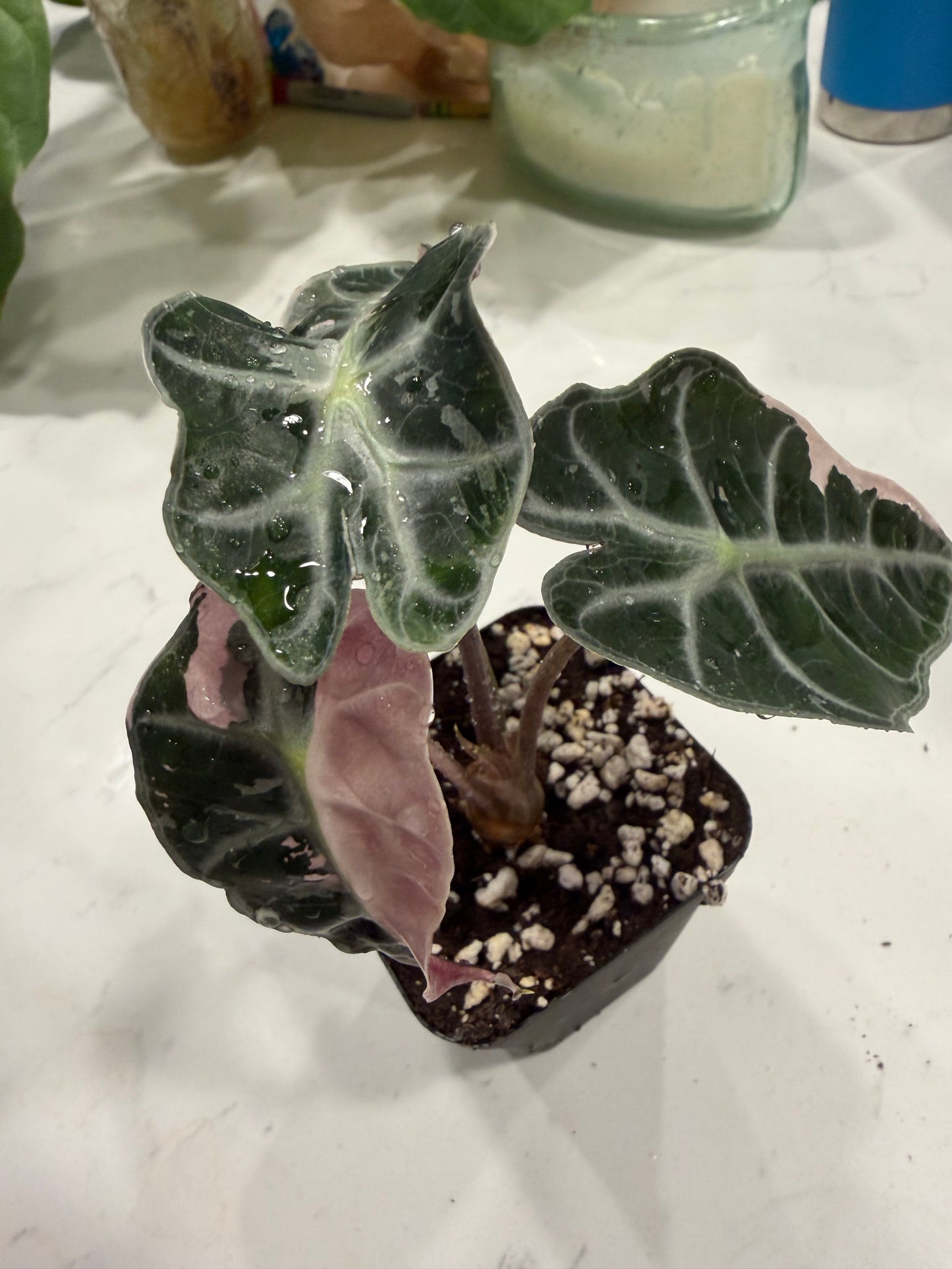 Alocasia Pink Polly 3 Inch