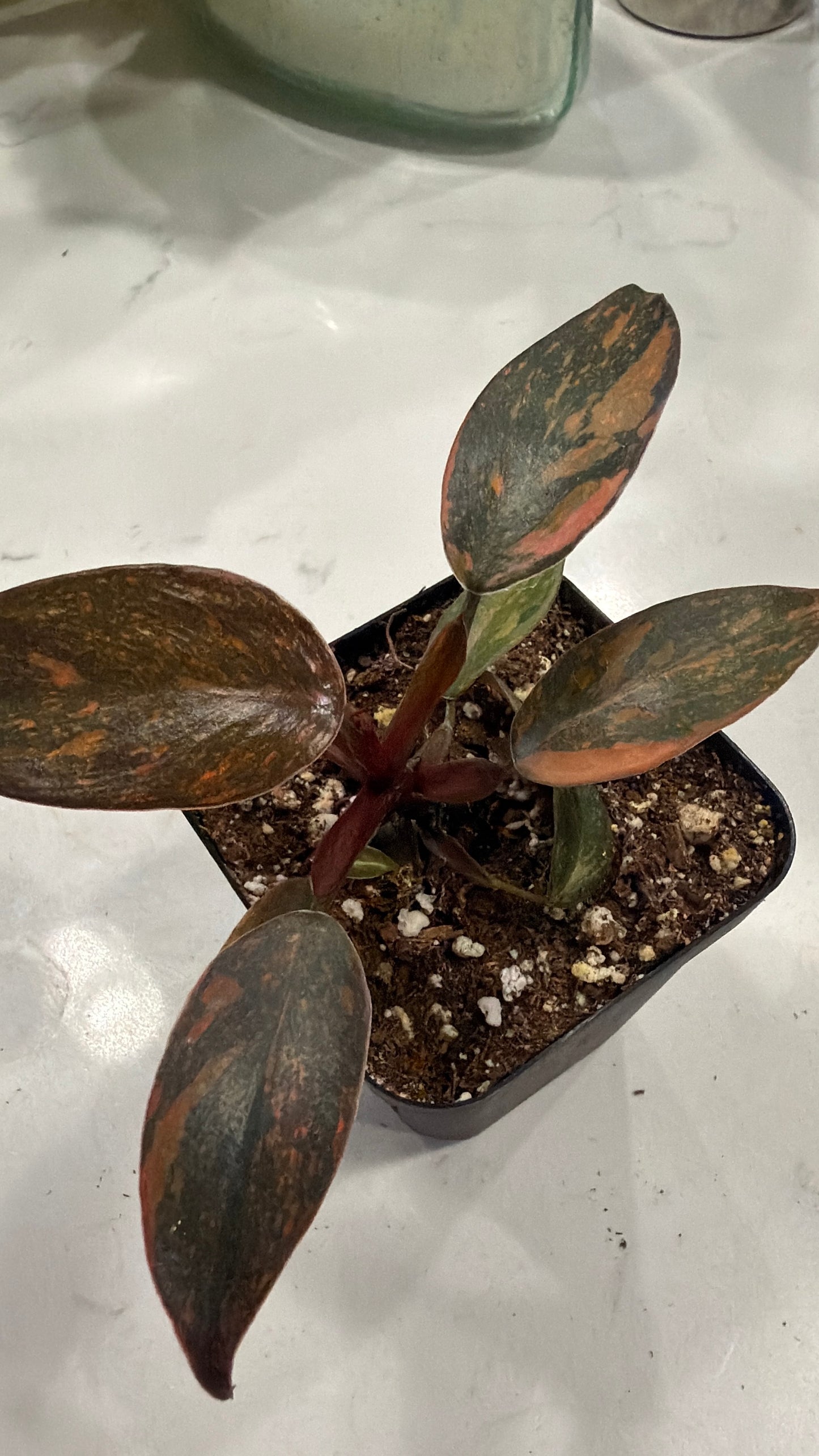 Philodendron Orange Princess 3 Inch