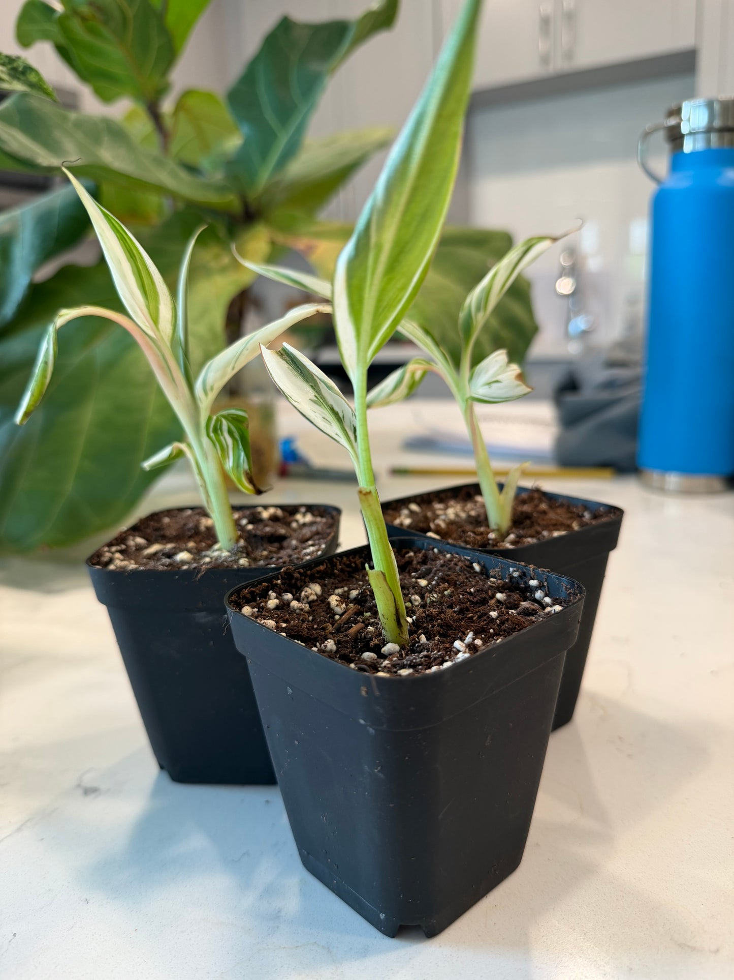 Florida Banana Variegated Musa Albo 3 Inch