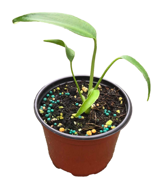 Monstera Burle Marx Flame 3.5 inch Grower Pot