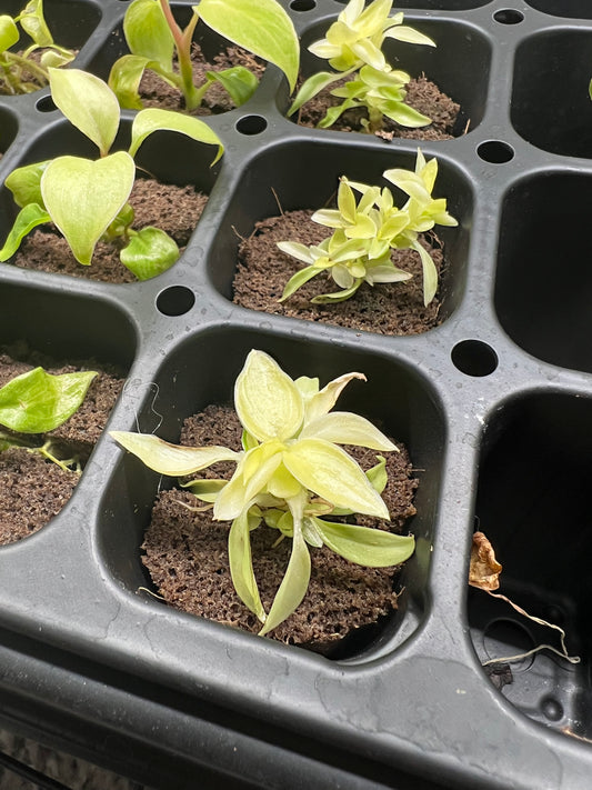 Philodendron Golden Ring of Fire Golden Crocodile Starter