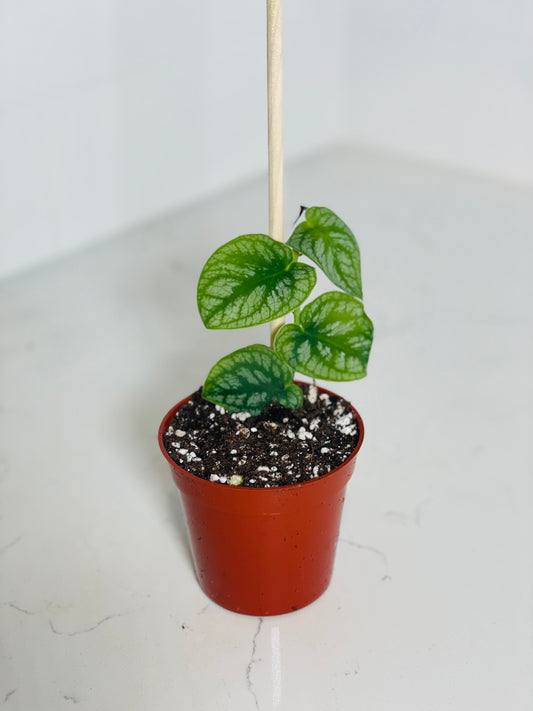 Monstera Dubia 3" Nursery Pot