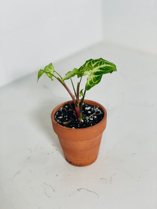 Syngonium Batik 3" Nursery Pot