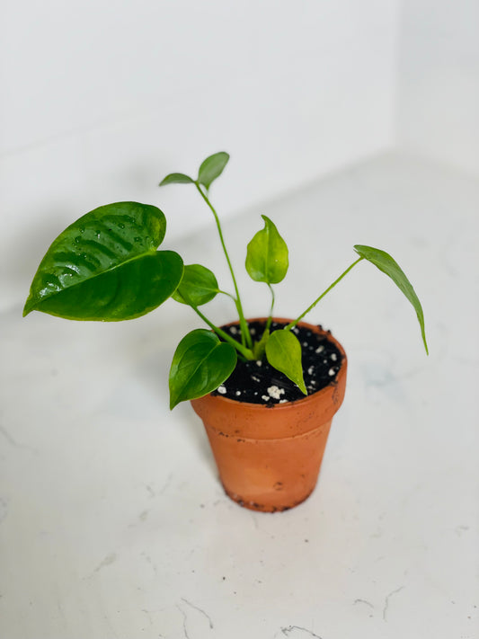 Anthurium Veitchii 3" Nursery Pot