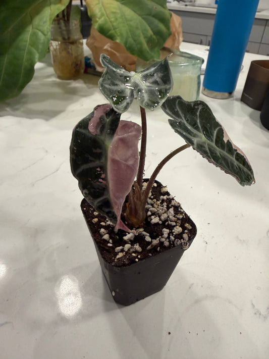 Alocasia Pink Polly 3 Inch