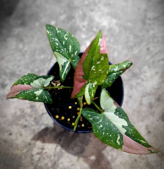 Syngonium "Red Spot Tricolor"