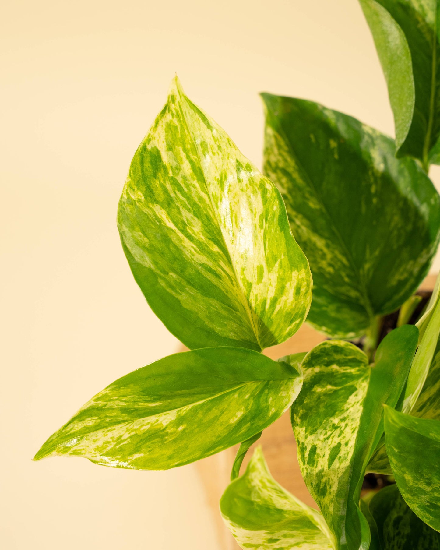 4" Pothos 'Marble Queen'