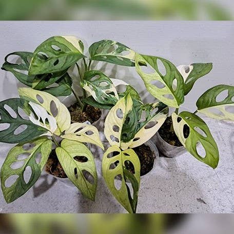 Monstera Adansonii Albo Variegated 2.5"