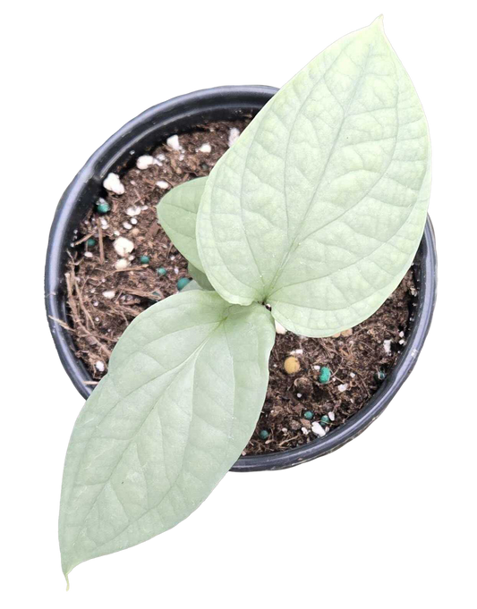Amydrium Blue ‘Spiderman’ 4” Nursery Pot