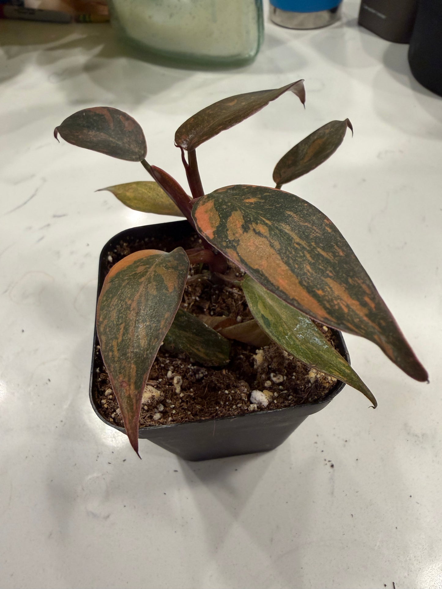 Philodendron Orange Princess 3 Inch