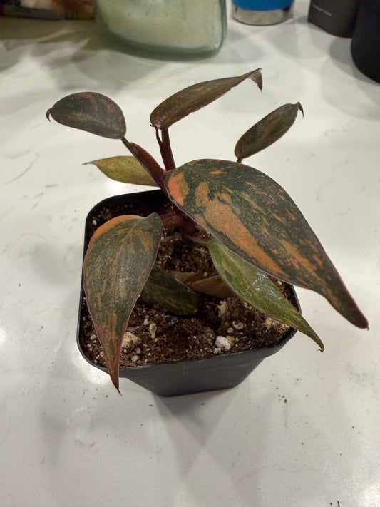 Philodendron Orange Princess 3 Inch