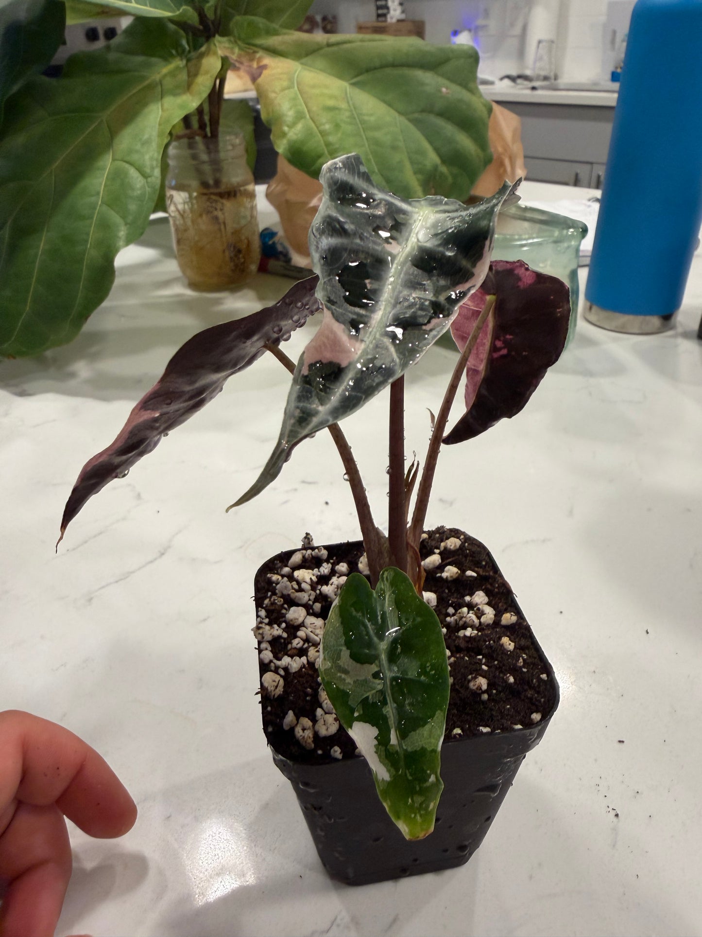 Alocasia Pink Polly 3 Inch