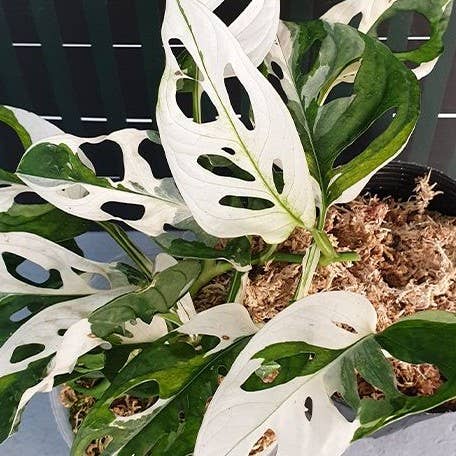 Monstera Adansonii Albo Variegated 2.5"