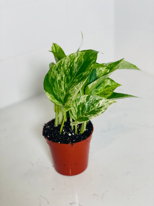 Marble Queen Pothos 3" Nursery Pot