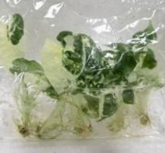 Alocasia "Frydek" variegated TC Plantlet: 10-Pack In Vitro ($3 ea.)