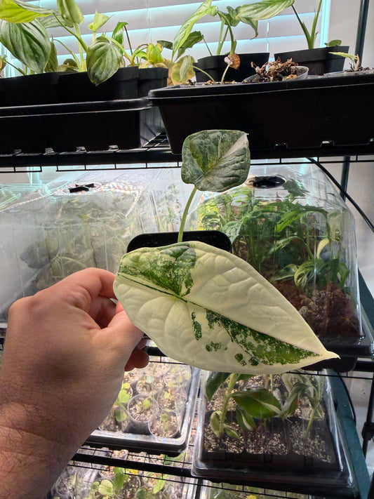 Alocasia Dragon Scale Albo