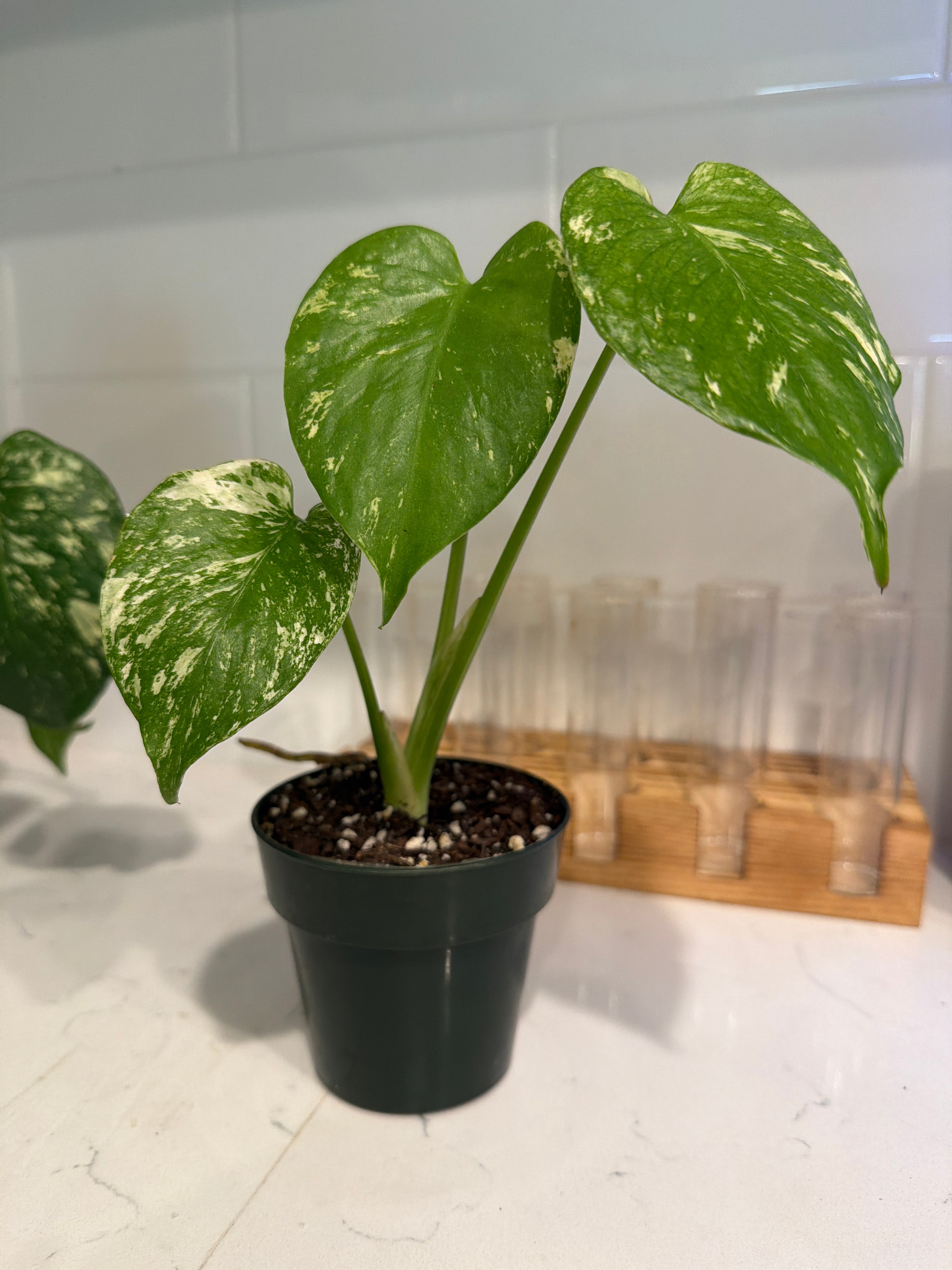 Monstera 'Mint' 3.5 inch Nursery Pot – Plantocity LLC.