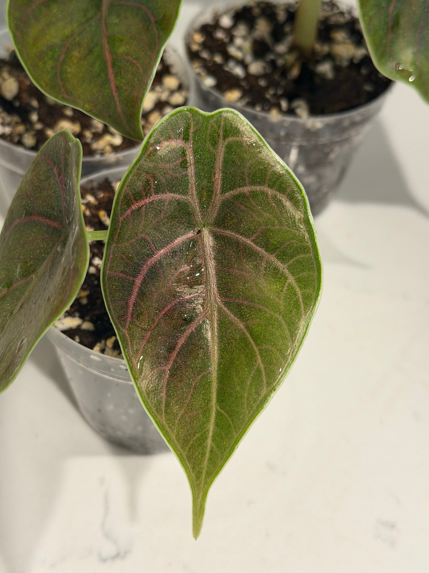 Alocasia Azlanii