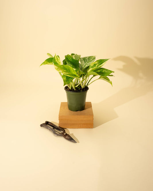 4" Pothos 'Marble Queen'
