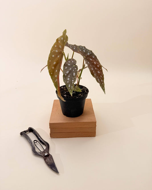 4" Begonia Maculata 'Polka Dot'