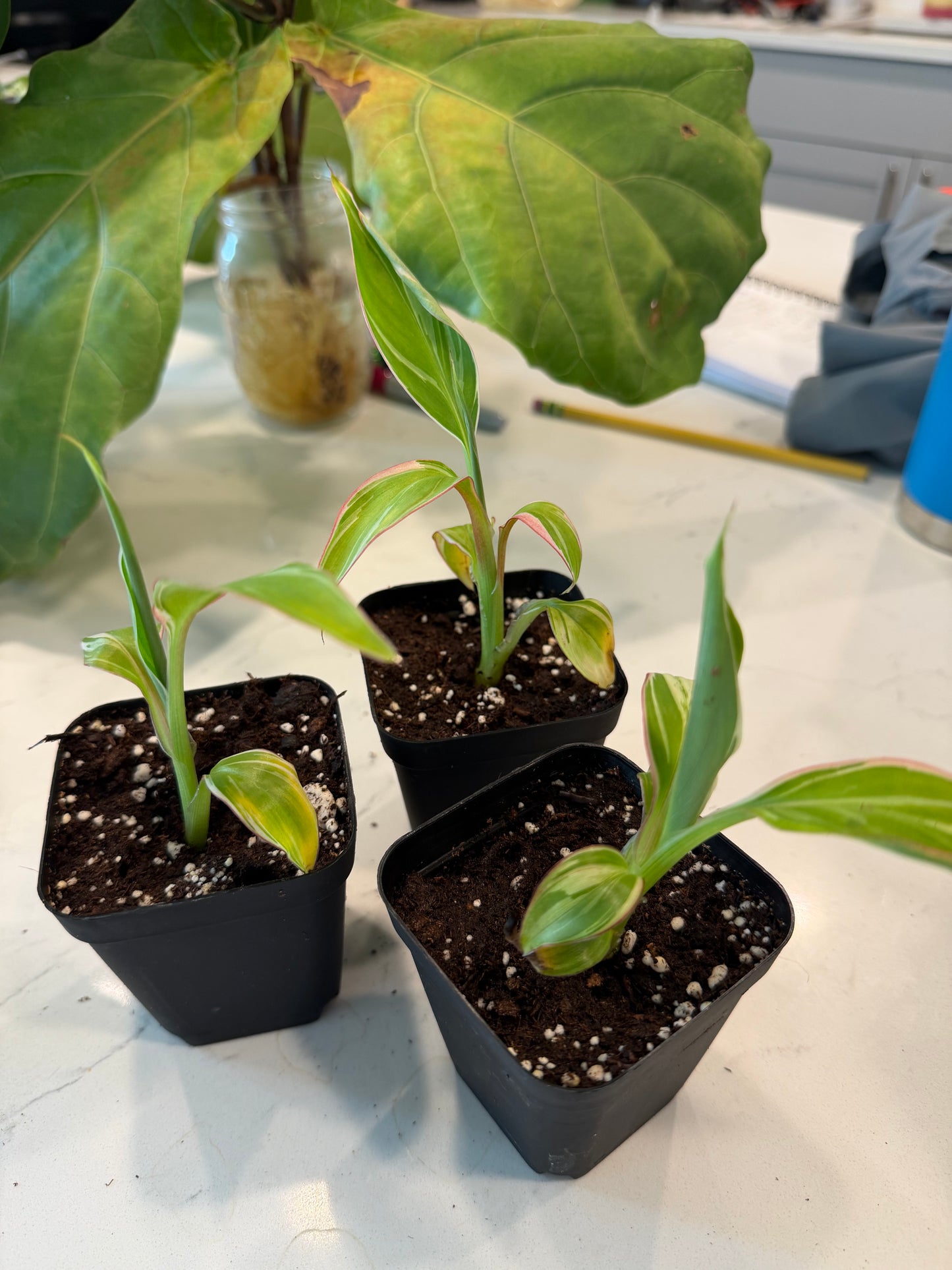 Musa Nono Pink Banana 3 Inch