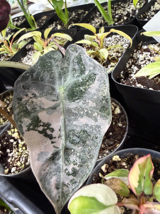 Alocasia Pink Polly
