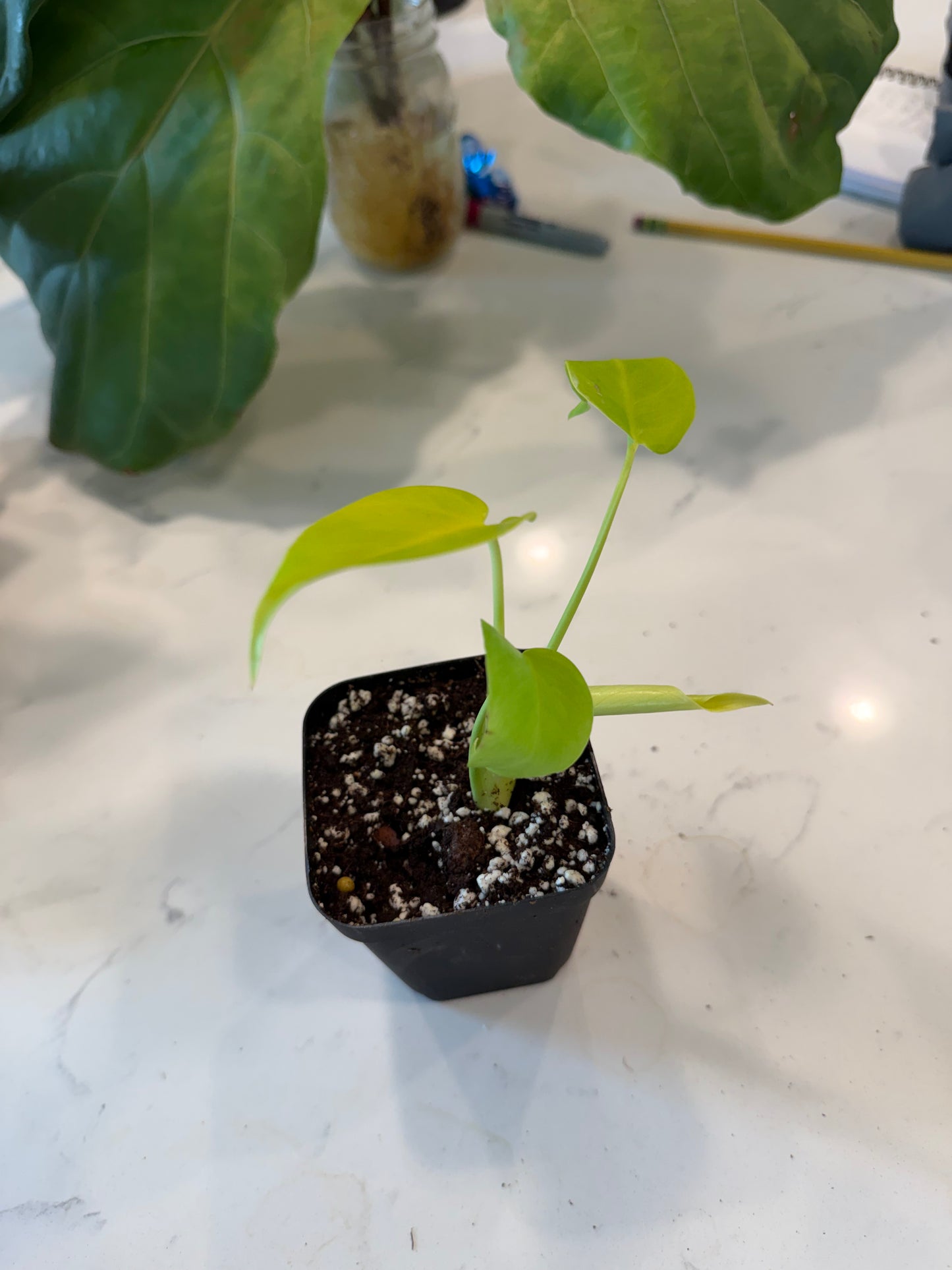 Monstera Lemon Lime Full Cheese