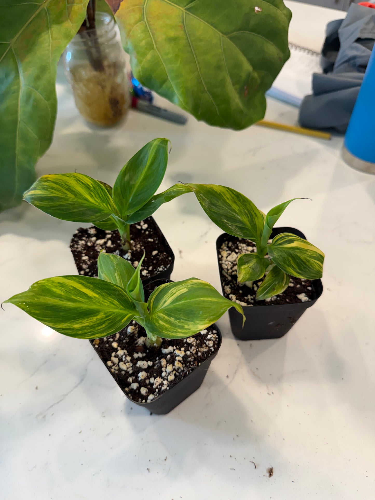 Musa Aurea Banana 3 inch