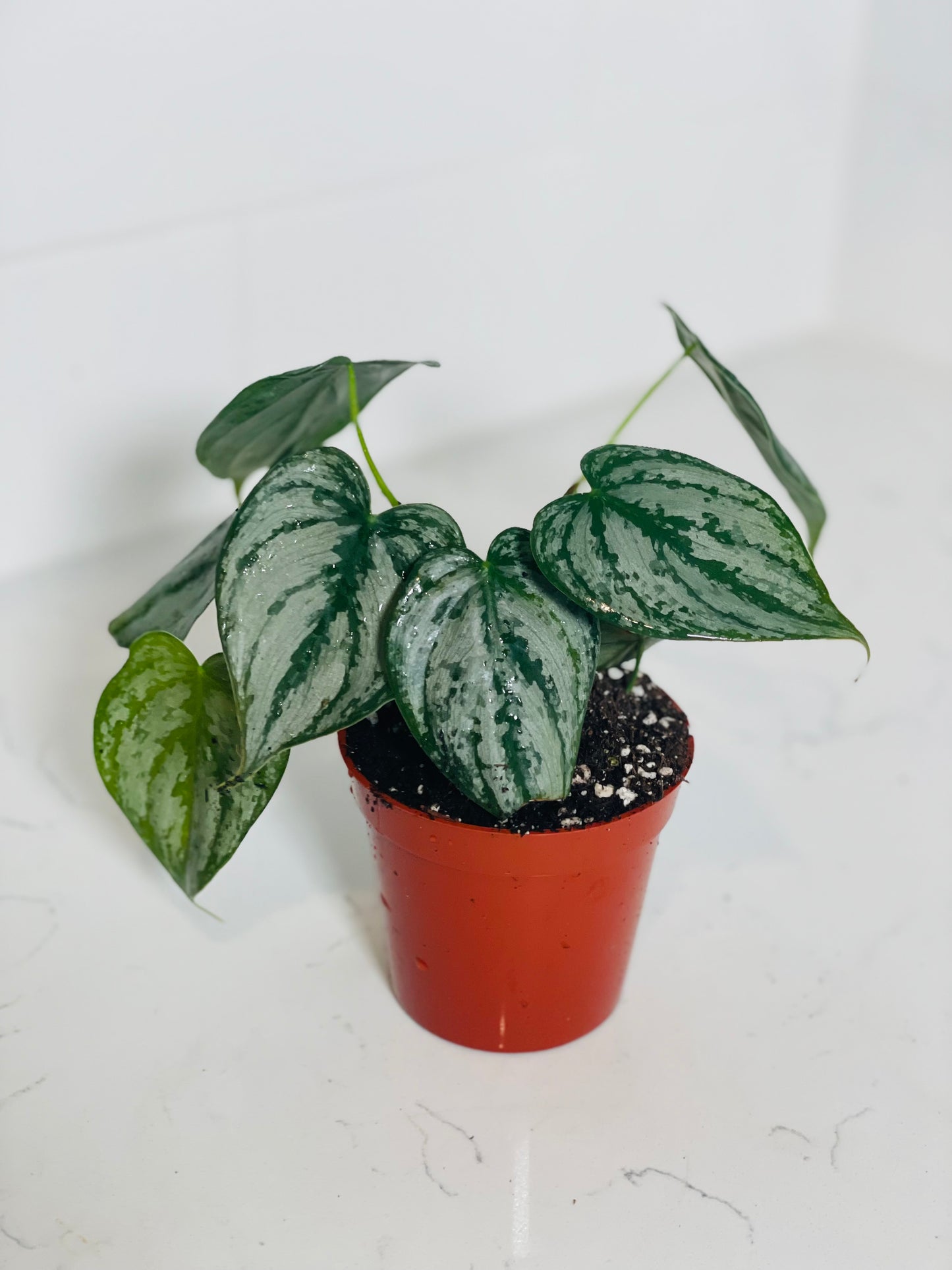 Philodendron Brandtianum 3" Nursery Pot
