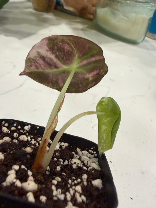 Alocasia Pink Black Velvet PBV 3 Inch