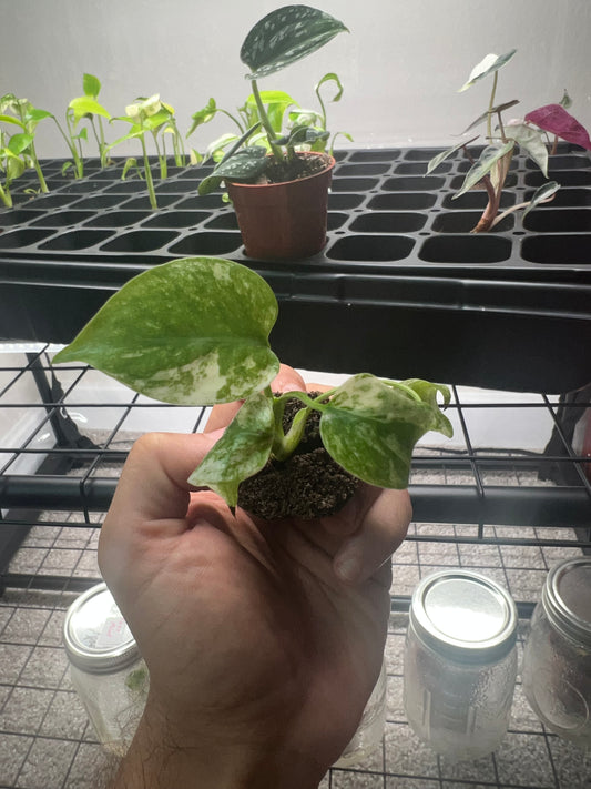 Monstera 'Mint' 3.5 inch Nursery Pot