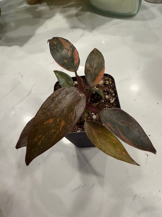 Philodendron Orange Princess 3 Inch