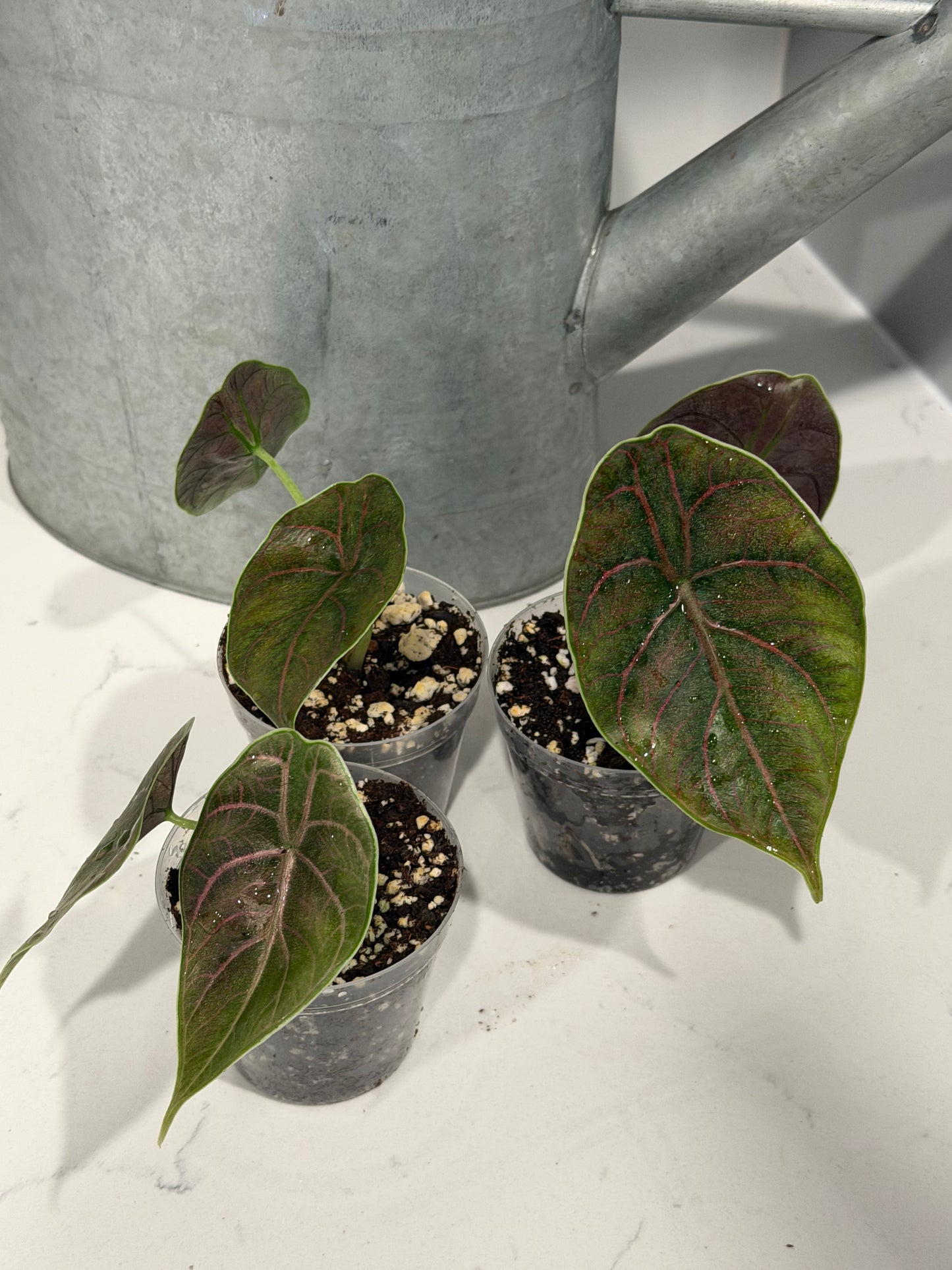 Alocasia Azlanii