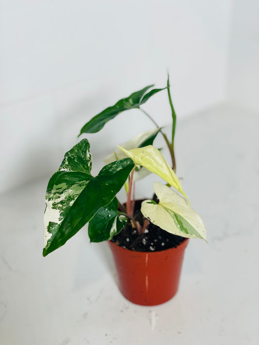 Syngonium Albo 3" Nursery Pot