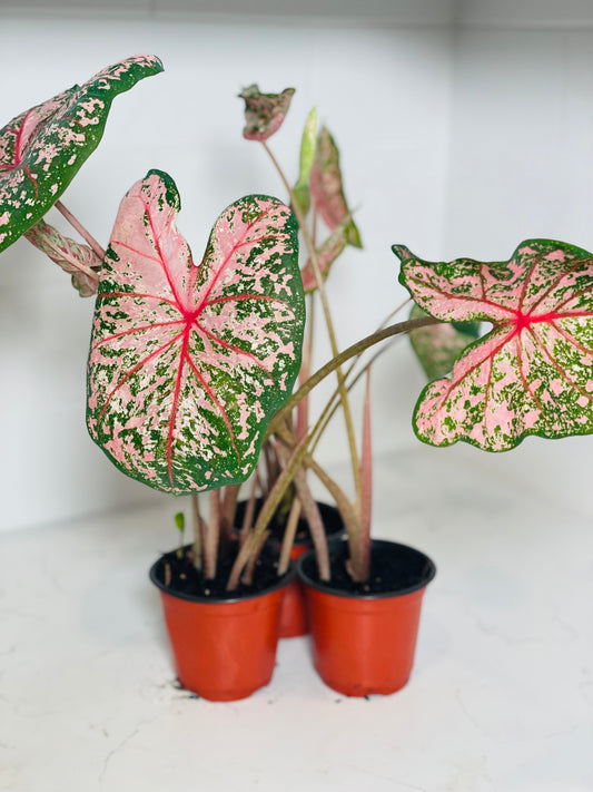 Caladium 'Pink Beauty' 4” Nursery Pot