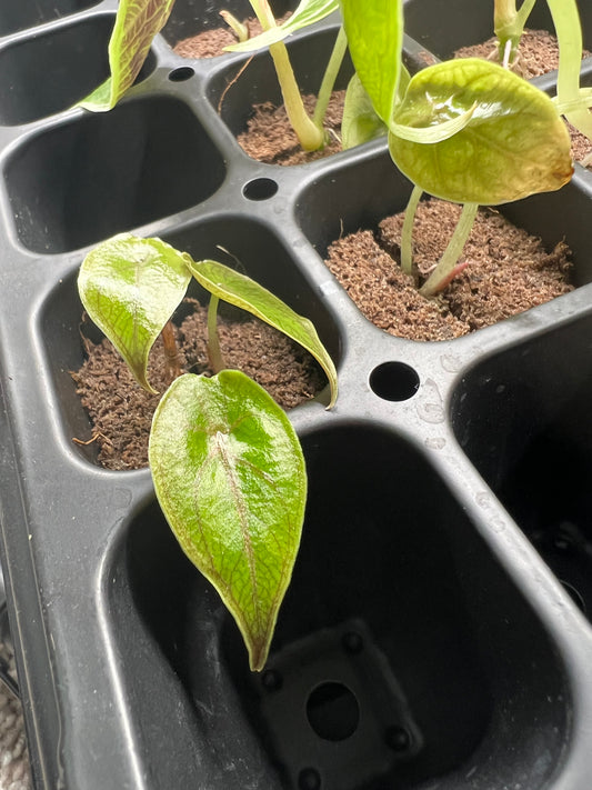 Alocasia Azlanii Starter