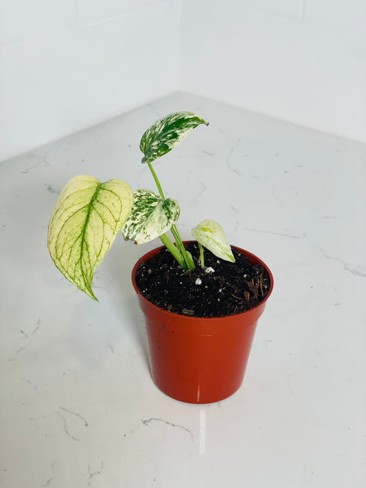 Mint Monstera 3" Nursery Pot
