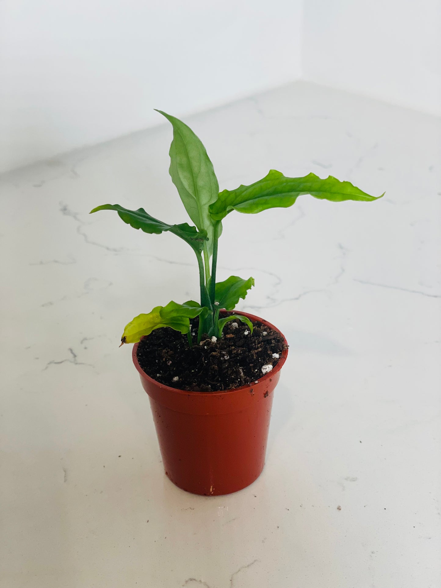 Monstera Obliqua 2" Nursery Pot